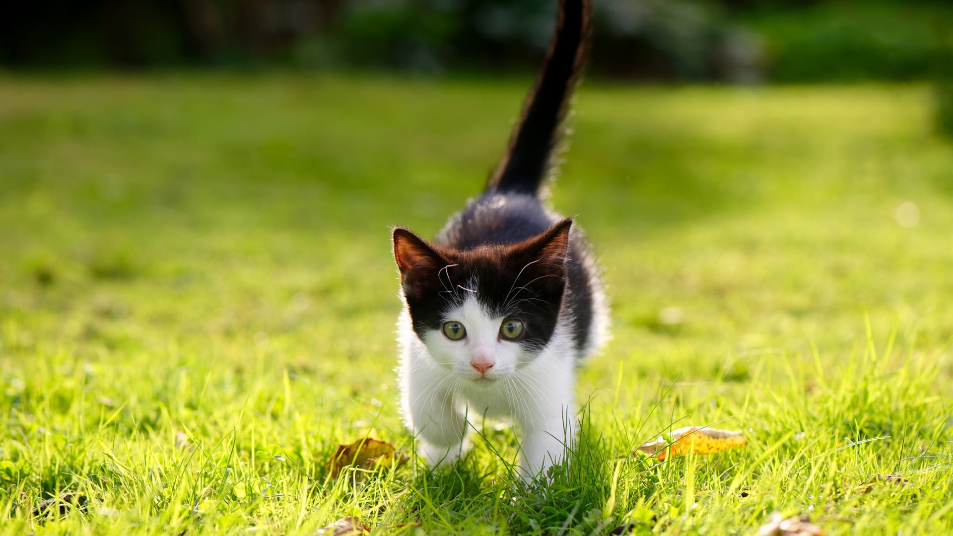 开云体育平台APP-当世界杯遇上CBA？不，这是2026周期中国篮球的总决赛预演—广东辽宁世纪之战全解析